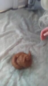 Free Scat Porn