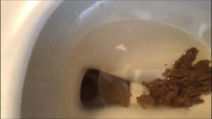 Free Scat Porn