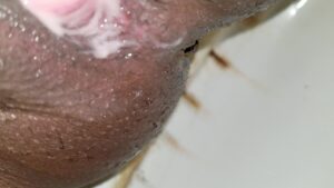 Free Scat Porn