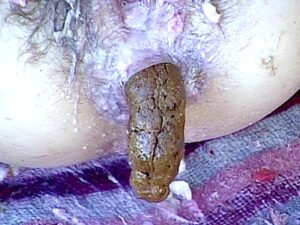 Free Scat Porn