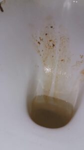 Free Scat Porn