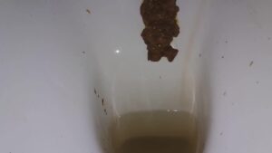 Free Scat Porn
