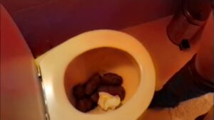 Free Scat Porn