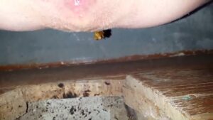 Free Scat Porn