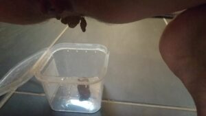 Free Scat Porn