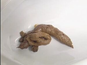 Free Scat Porn