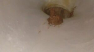 Free Scat Porn