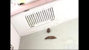 Free Scat Porn