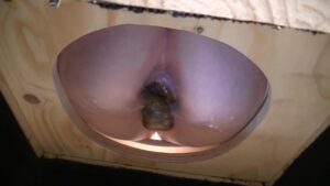Free Scat Porn