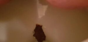 Free Scat Porn