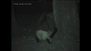 Free Scat Porn