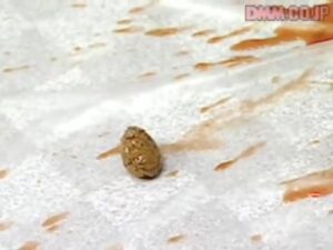 Free Scat Porn