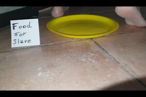 Free Scat Porn