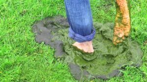 Free Scat Porn