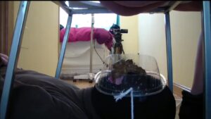 Free Scat Porn