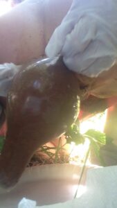 Free Scat Porn