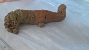 Free Scat Porn