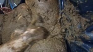 Free Scat Porn