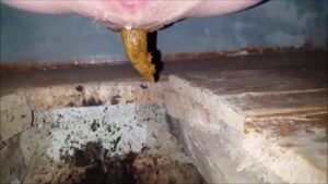 Free Scat Porn