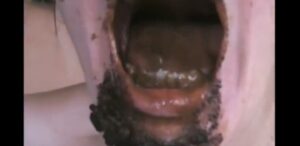 Free Scat Porn