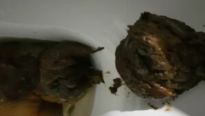 Free Scat Porn