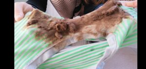 Free Scat Porn