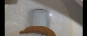 Free Scat Porn