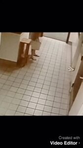 Free Scat Porn