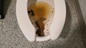Free Scat Porn