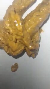 Free Scat Porn