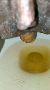 Free Scat Porn