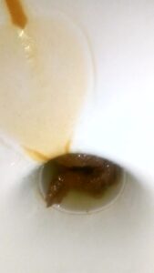 Free Scat Porn