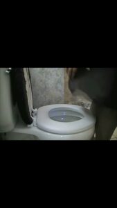 Free Scat Porn
