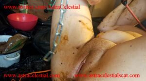 Free Scat Porn