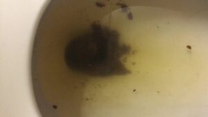 Free Scat Porn