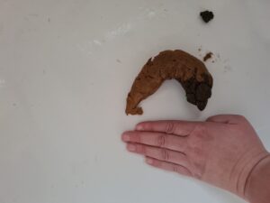 Free Scat Porn