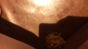 Free Scat Porn