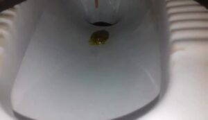 Free Scat Porn