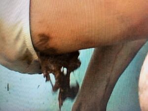 Free Scat Porn