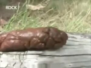 Free Scat Porn