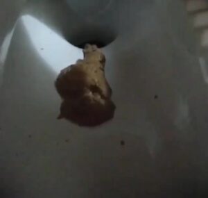 Free Scat Porn