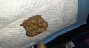 Free Scat Porn