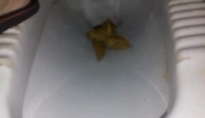 Free Scat Porn