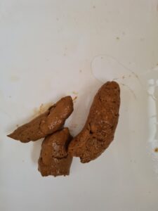Free Scat Porn