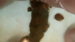 Free Scat Porn