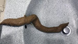 Free Scat Porn