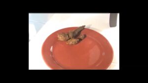 Free Scat Porn