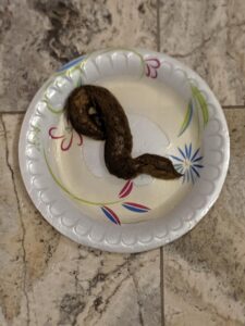 Free Scat Porn
