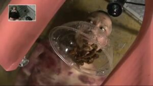 Free Scat Porn