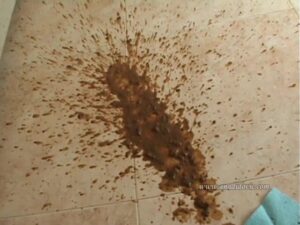 Free Scat Porn